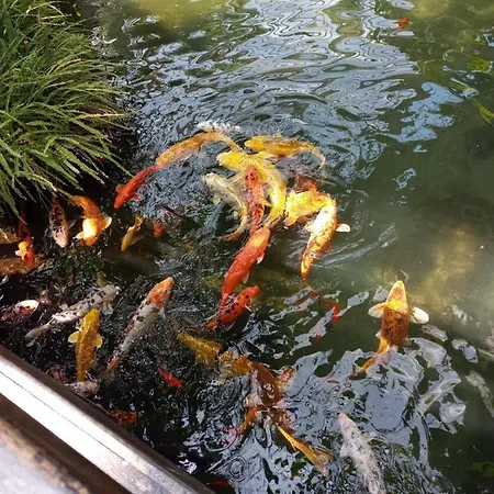 Parc Phoenix Проживание в семье